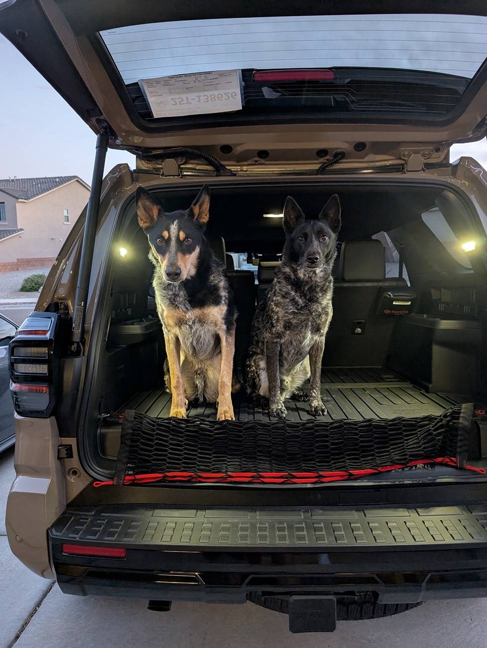 2025 Toyota 4runner Dogs / Pets ride-along photos thread! 🐾 IMG_20250422_205225