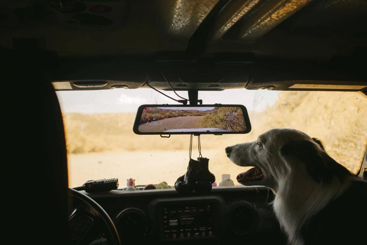 2025 Toyota 4runner Are You a Cat Person or a Dog Person? Copilot