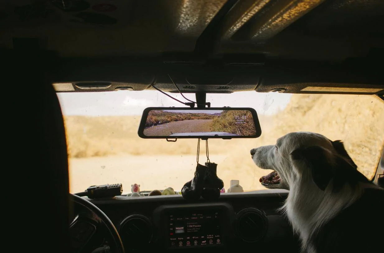 2025 Toyota 4runner Are You a Cat Person or a Dog Person? Copilot1