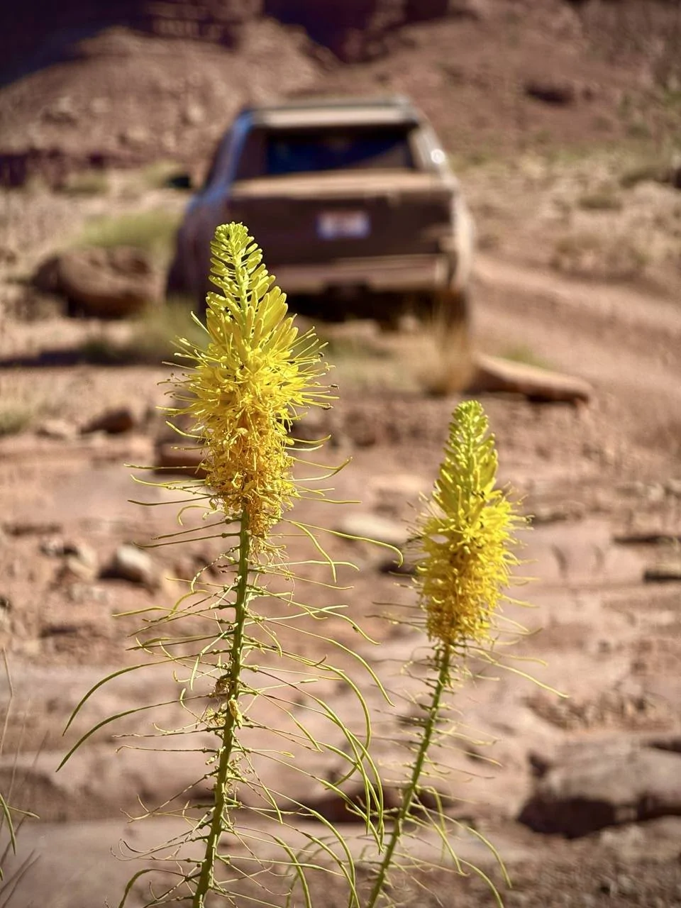 2025 4runner 6th gen Trailhunter PHOTOS doing 4runner things! (any colors welcome!) IMG_1705 Larg