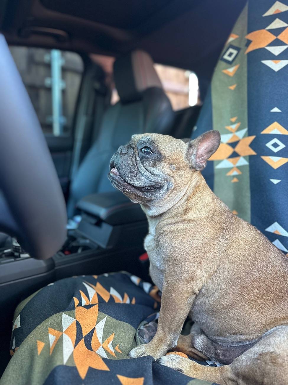 2025 Toyota 4runner Dogs / Pets ride-along photos thread! 🐾 IMG_3867