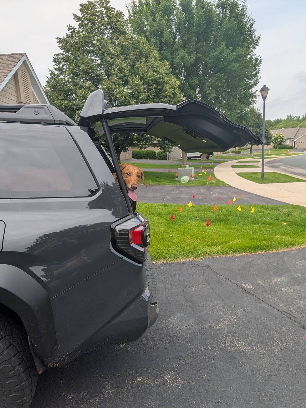 2025 Toyota 4runner Dogs / Pets ride-along photos thread! 🐾 PXL_20250615_211239719