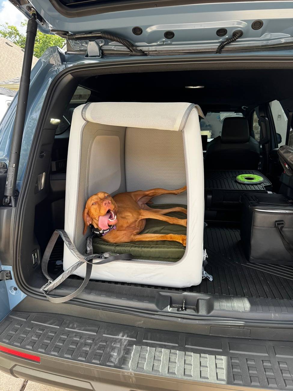 2025 Toyota 4runner Dogs / Pets ride-along photos thread! 🐾 IMG_9539.JPEG