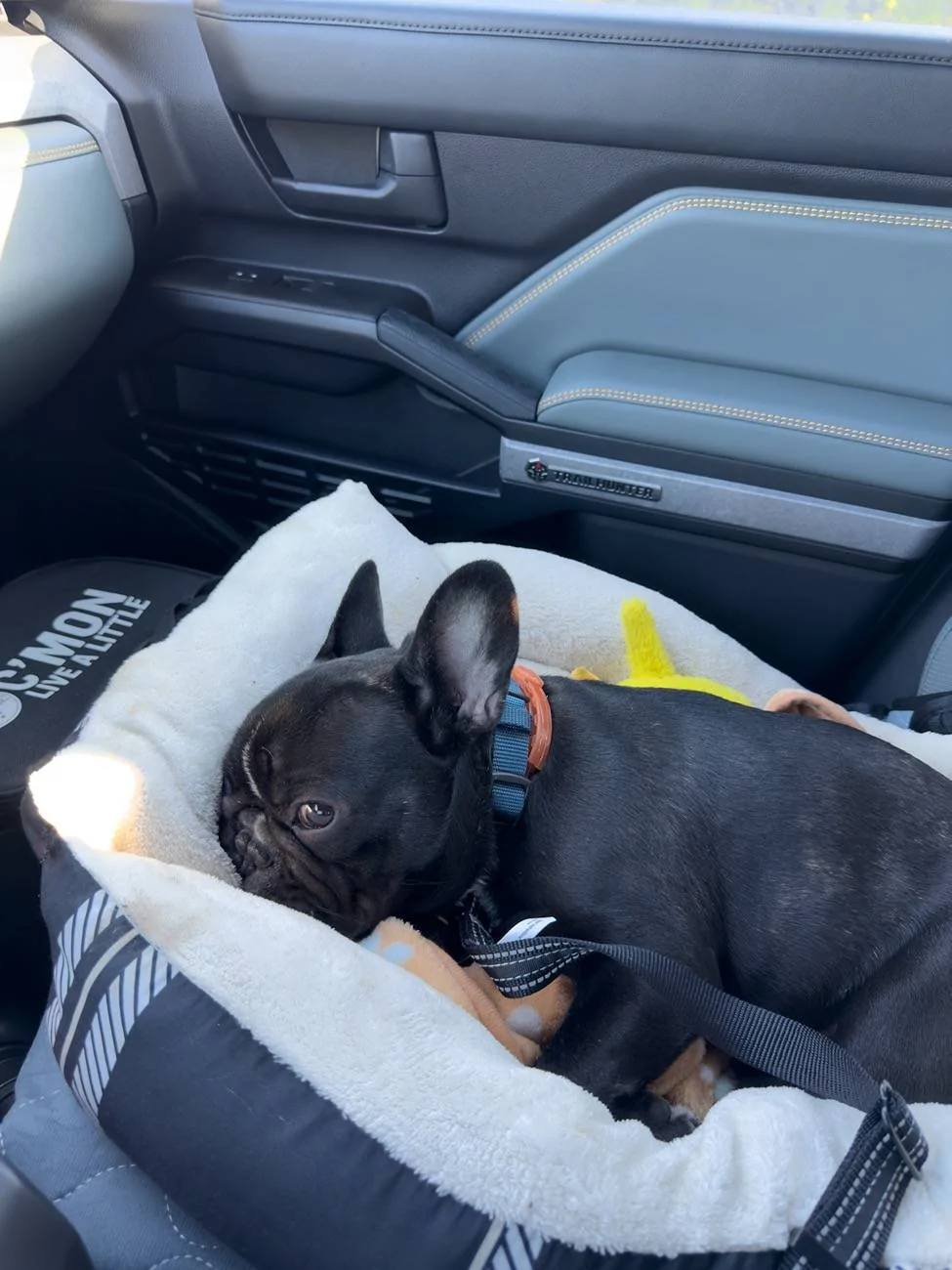 2025 Toyota 4runner Dogs / Pets ride-along photos thread! 🐾 46015BB3-7EC1-4E90-A7C9-5840C27834A0