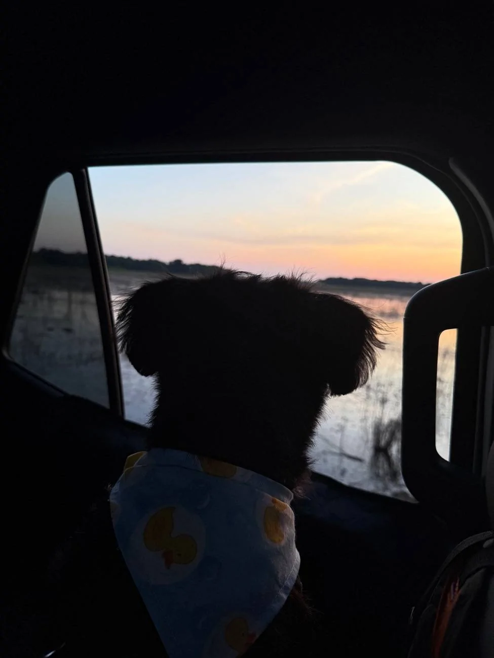 2025 Toyota 4runner Dogs / Pets ride-along photos thread! 🐾 IMG_8513