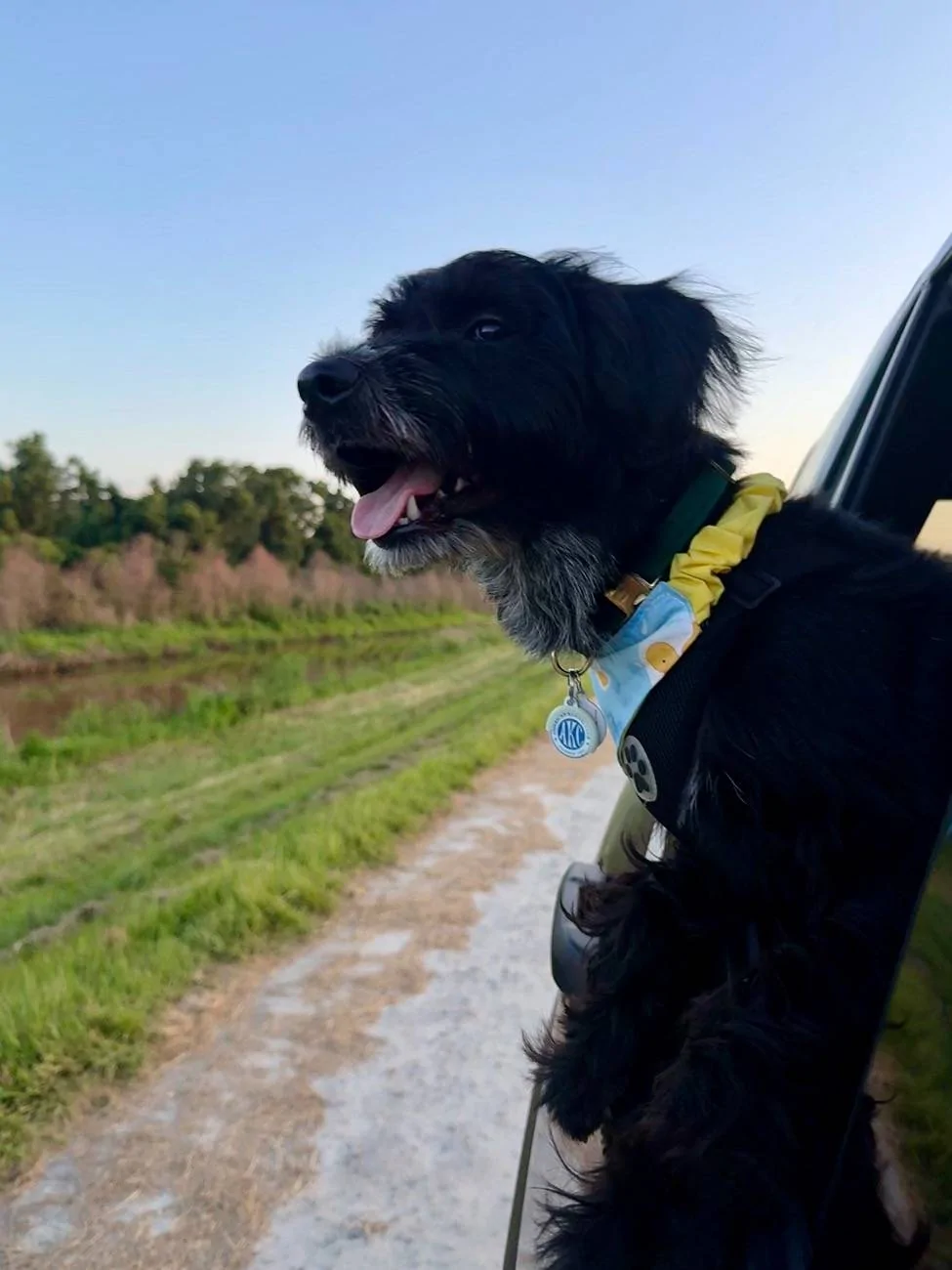 2025 Toyota 4runner Dogs / Pets ride-along photos thread! 🐾 FullSizeRender