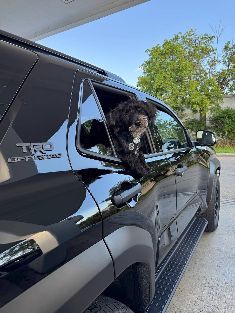 2025 Toyota 4runner Dogs / Pets ride-along photos thread! 🐾 IMG_1593