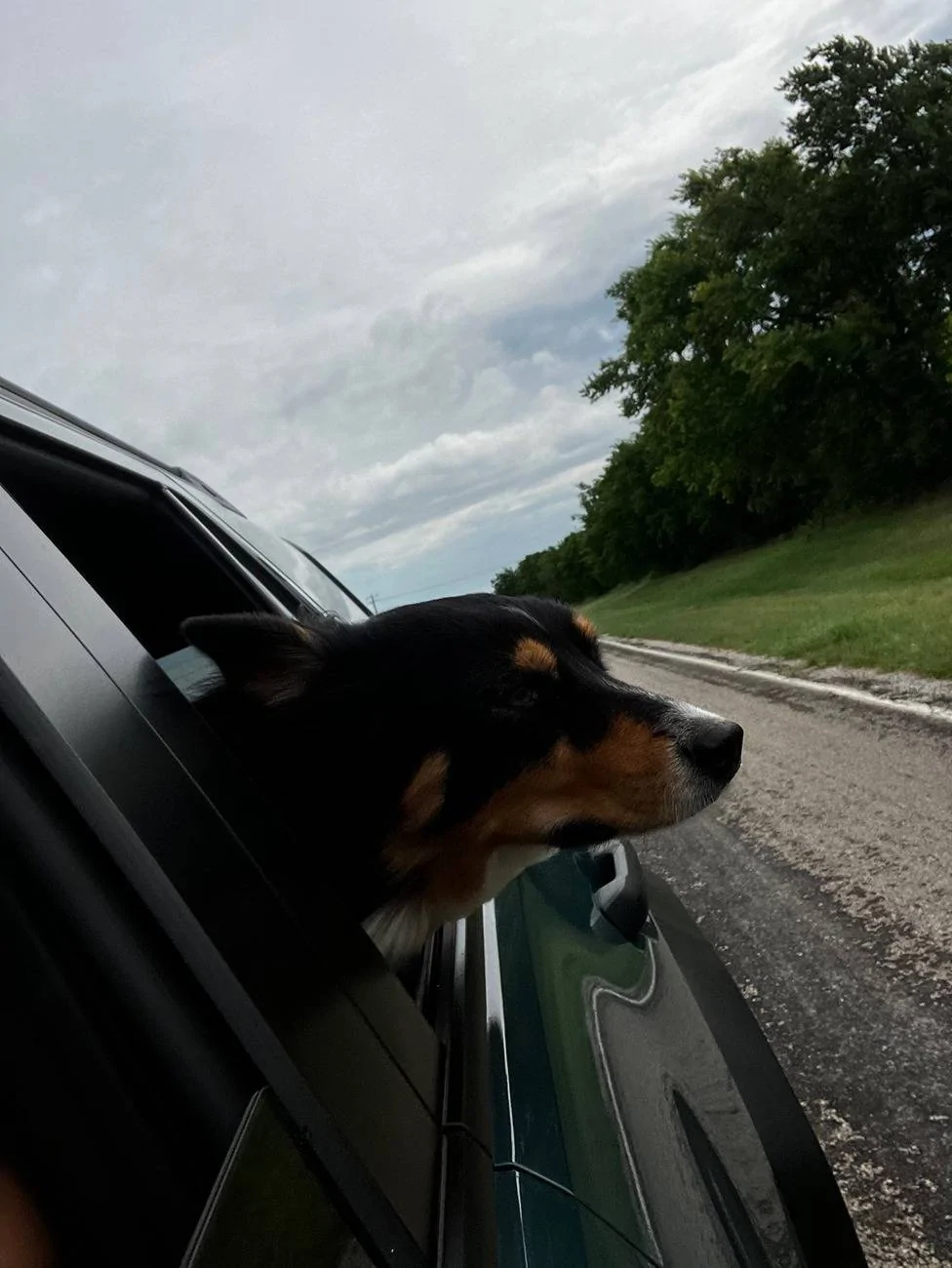 2025 4runner 6th gen Dogs / Pets ride-along photos thread! 🐾 IMG_4293