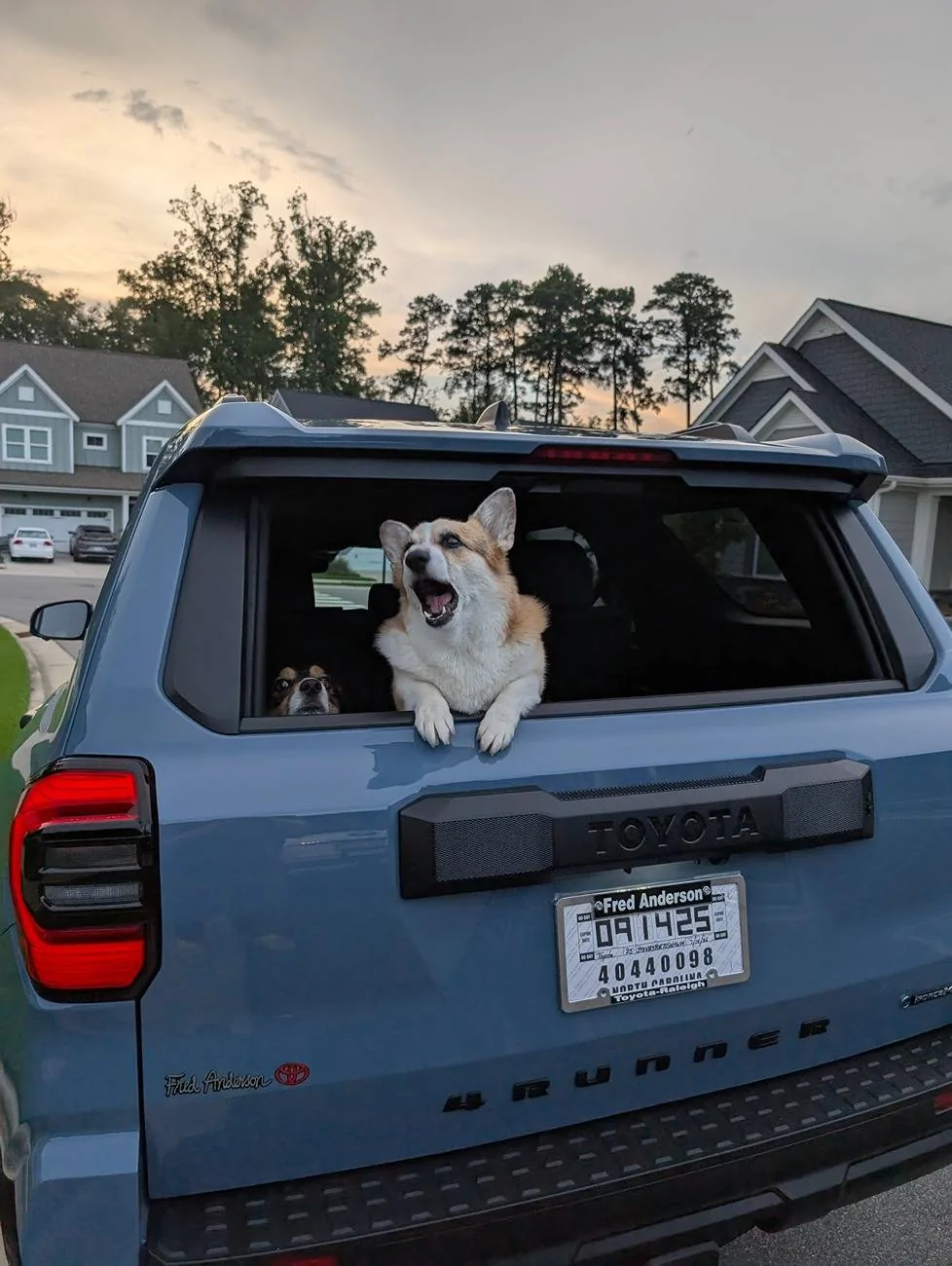2025 4runner 6th gen Dogs / Pets ride-along photos thread! 🐾 PXL_20250714_235731802