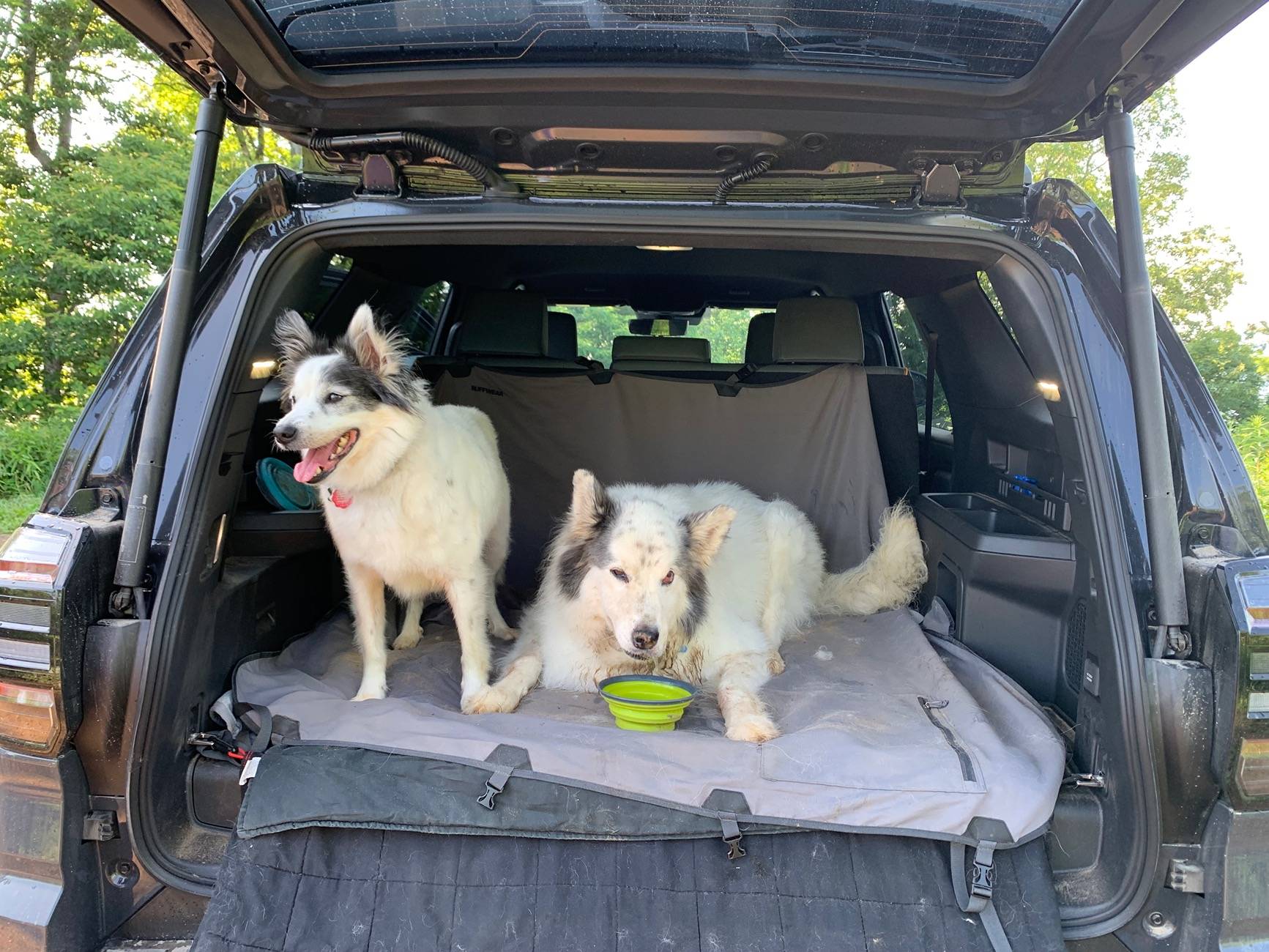 2025 4runner 6th gen Dogs / Pets ride-along photos thread! 🐾 IMG_3172