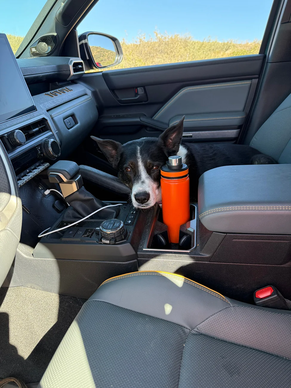 2025 4runner 6th gen Dogs / Pets ride-along photos thread! 🐾 IMG_6823