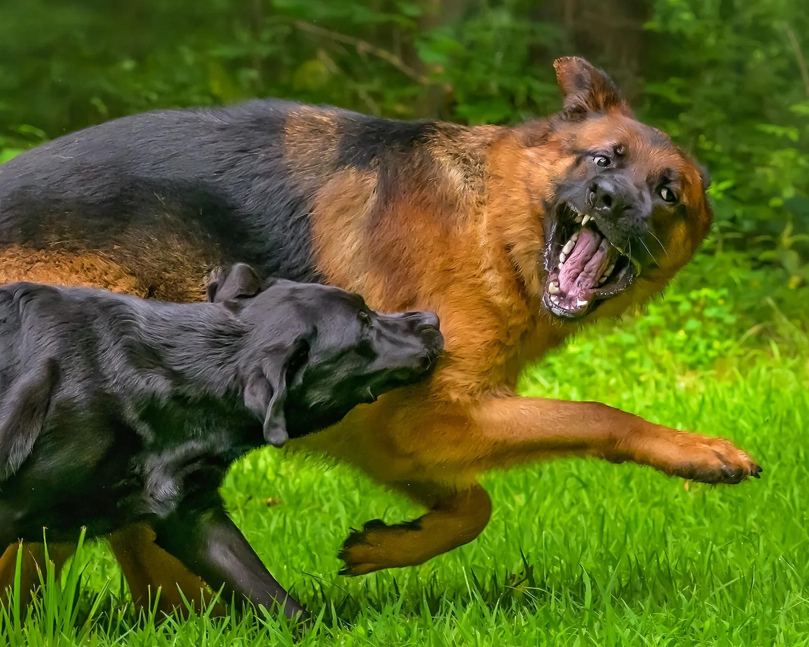 2025 4runner 6th gen Which trim level to go with? Snoot1~2