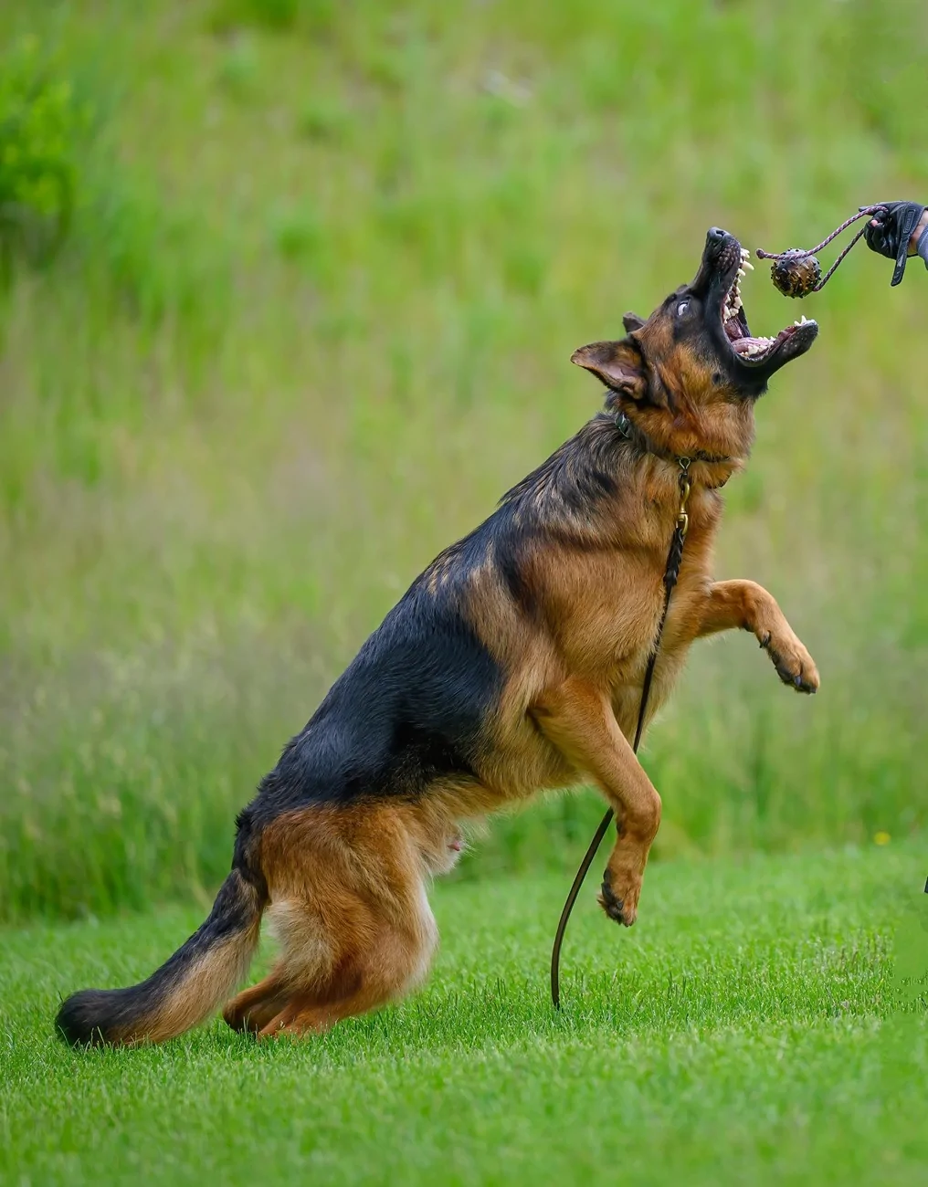 2025 4runner 6th gen Which trim level to go with? DSC_3790~2