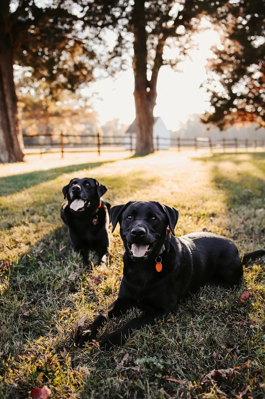 2025 4runner 6th gen Dogs / Pets ride-along photos thread! 🐾 IMG_7065