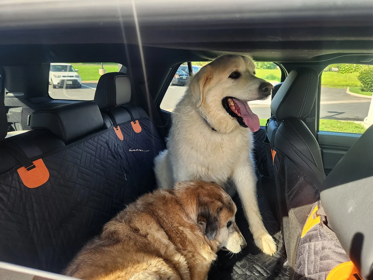2025 4runner 6th gen Dogs / Pets ride-along photos thread! 🐾 20250720_173051