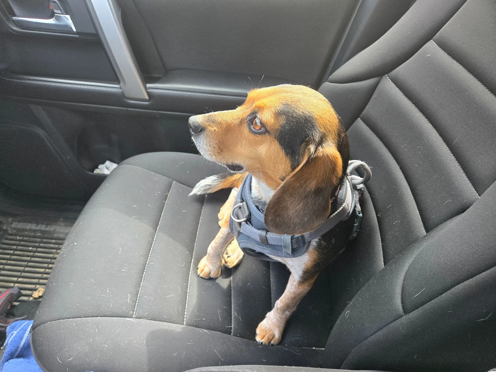 2025 4runner 6th gen 2025 6th Gen SR5 Seat Covers - Options / Recommendations? 20250423_161925