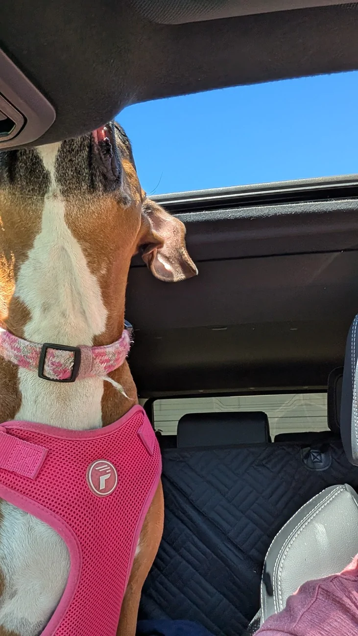 2025 4runner 6th gen Everest ORP - So glad I waited until I could get the color I wanted PXL_20250806_145655836