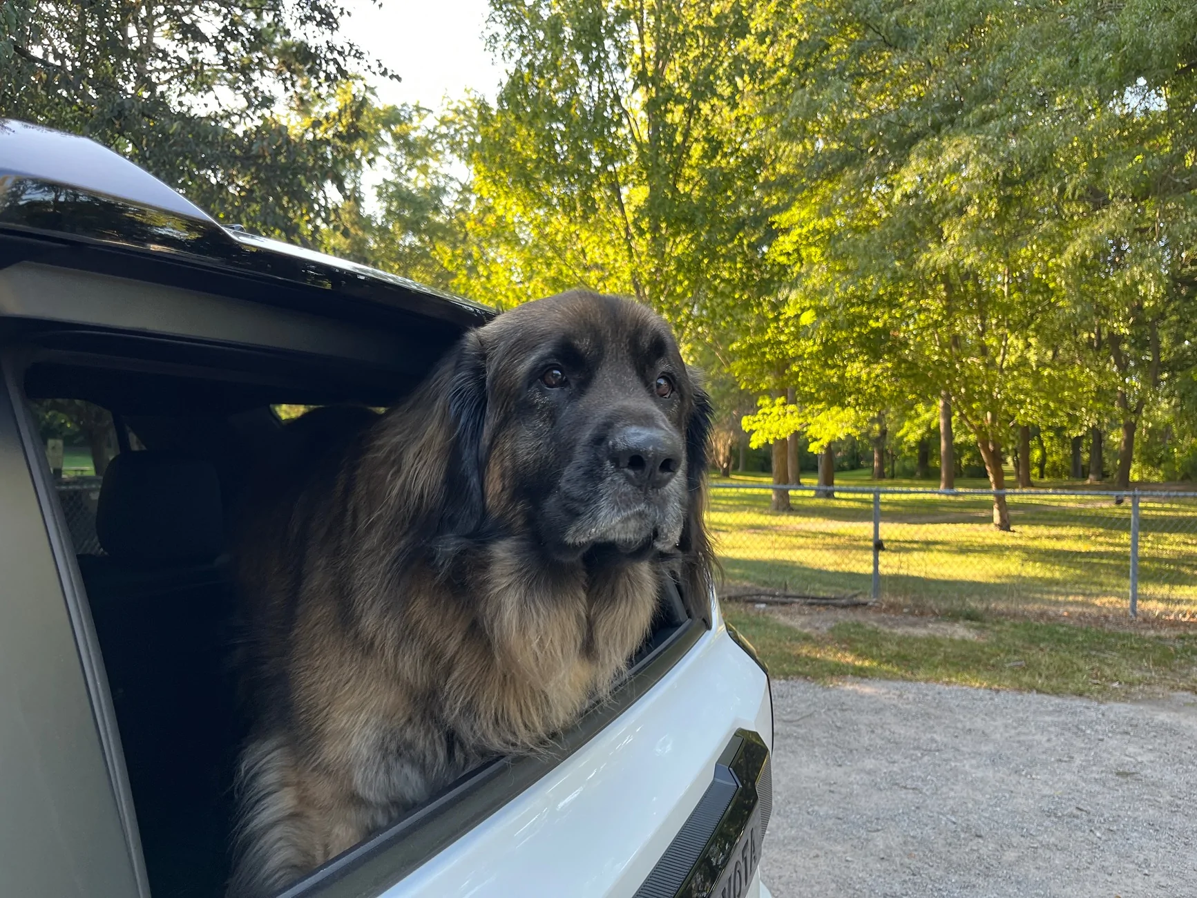 2025 4runner 6th gen Dogs / Pets ride-along photos thread! 🐾 IMG_6935