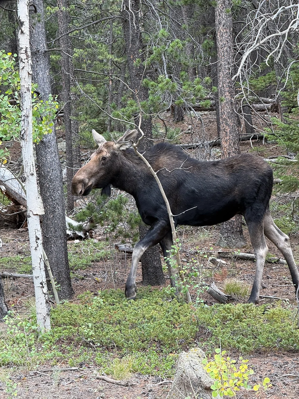 2025 4runner 6th gen RELLIMS build thread (Full List) - Off Road Premium (Underground) IMG_9347