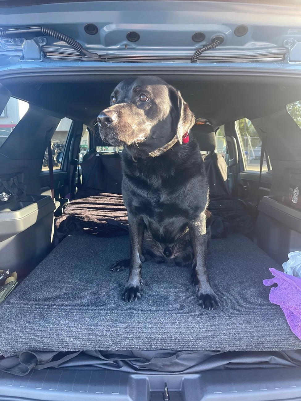 2025 4runner 6th gen Dog-Hauling Mods / Best Dog Cargo set ups IMG_9672