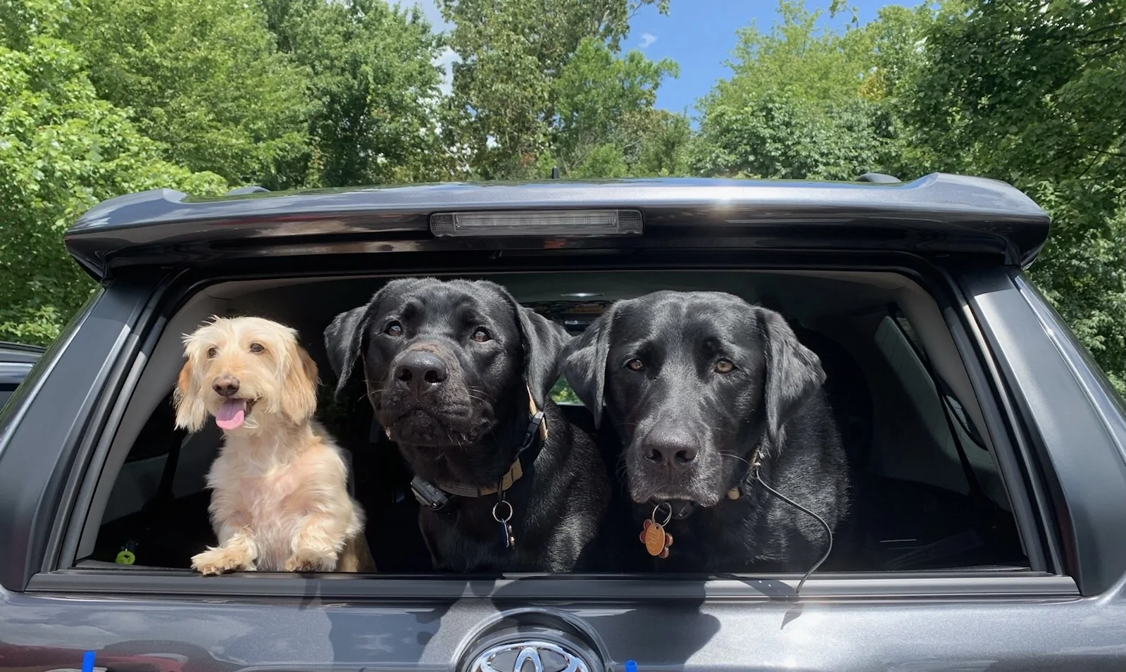 2025 4runner 6th gen Dog-Hauling Mods / Best Dog Cargo set ups IMG_3672_Original