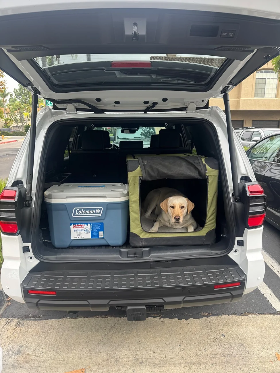 2025 4runner 6th gen Dogs / Pets ride-along photos thread! 🐾 IMG_1480