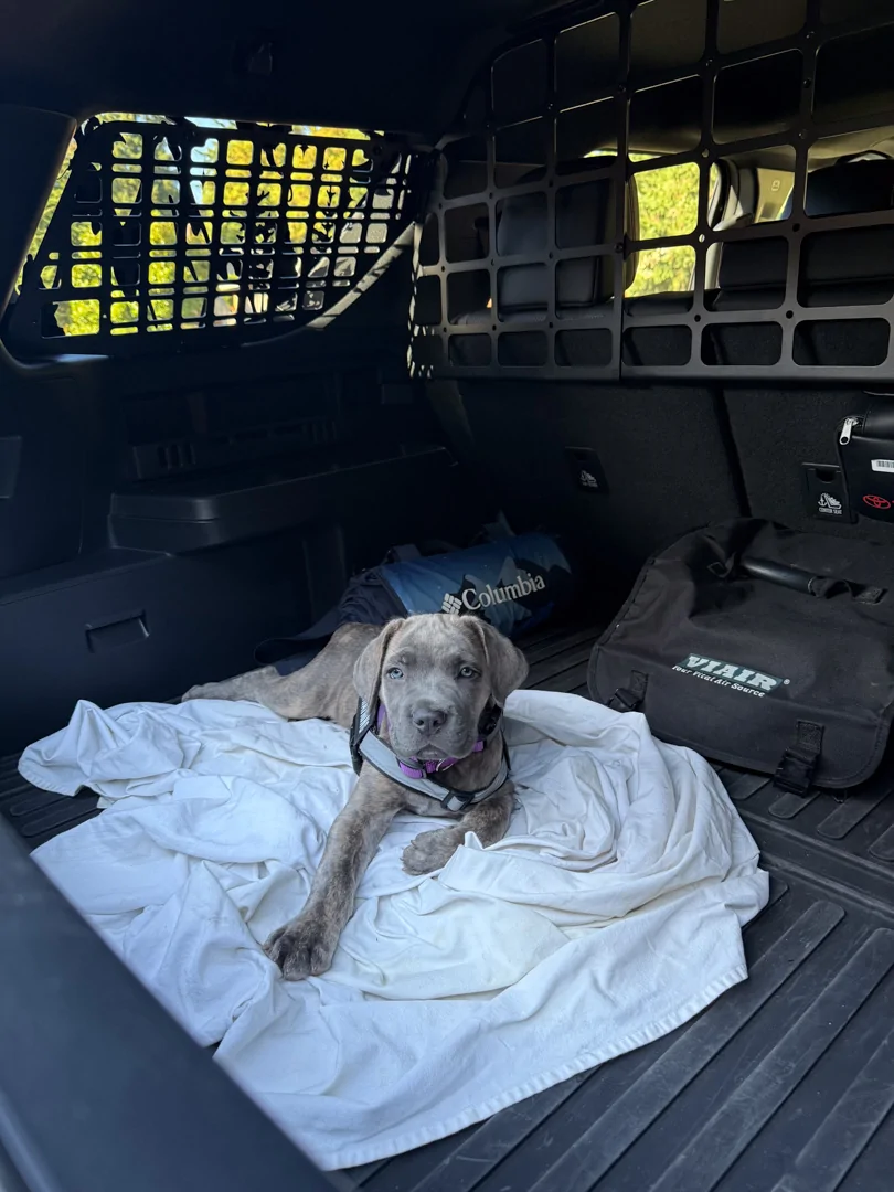 2025 4runner 6th gen Dogs / Pets ride-along photos thread! 🐾 CharliN