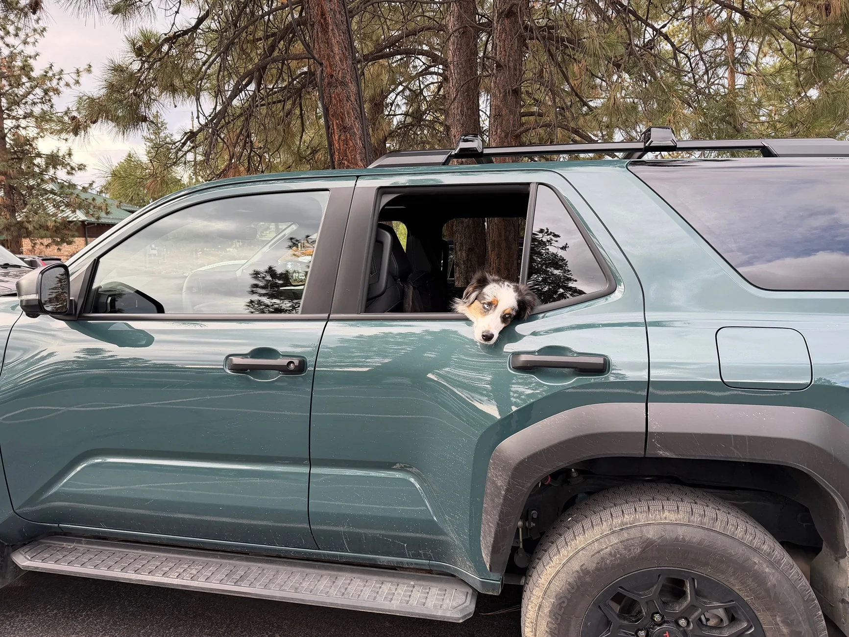 2025 4runner 6th gen Dogs / Pets ride-along photos thread! 🐾 IMG_0932