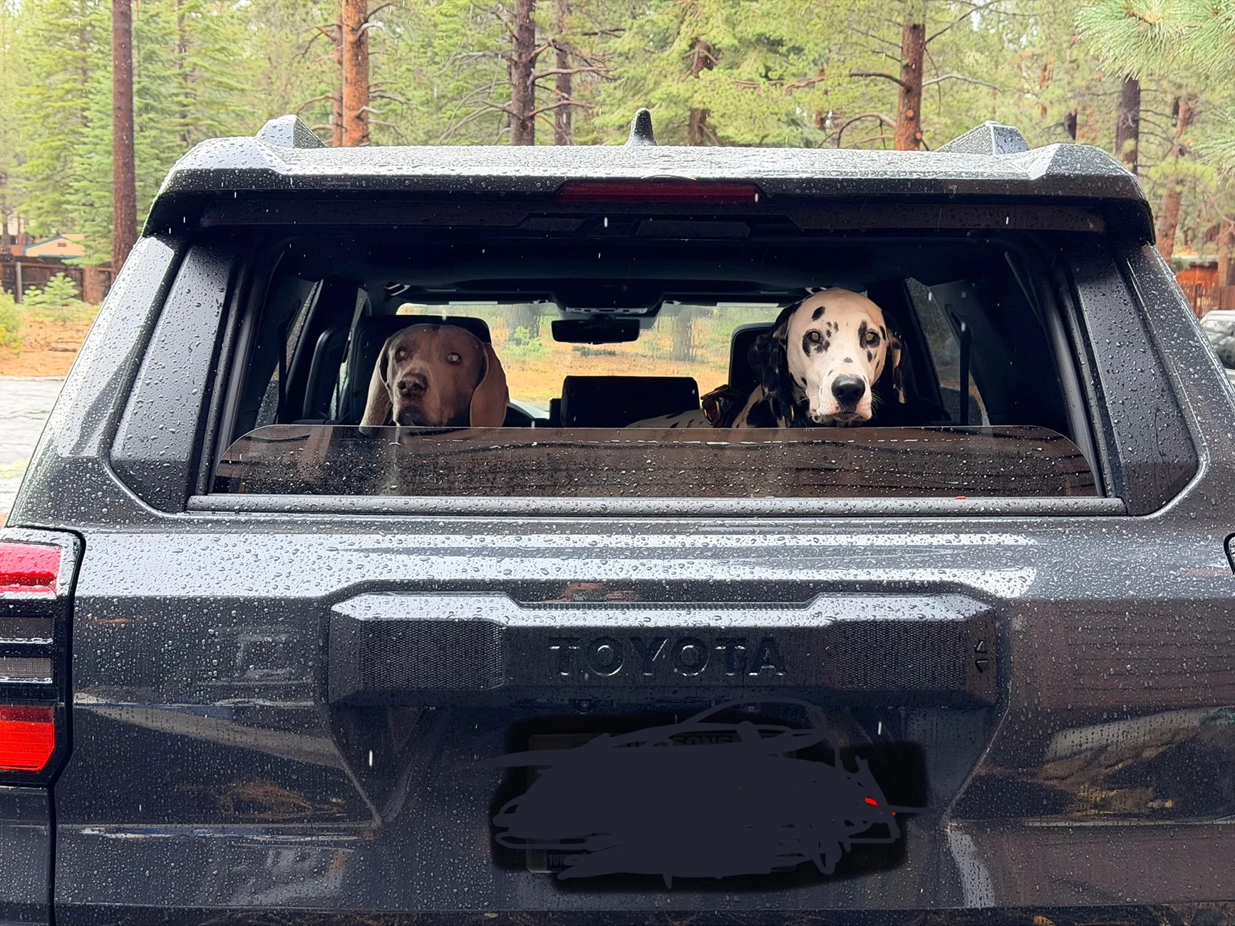 2025 4runner 6th gen Dogs / Pets ride-along photos thread! 🐾 IMG_0315