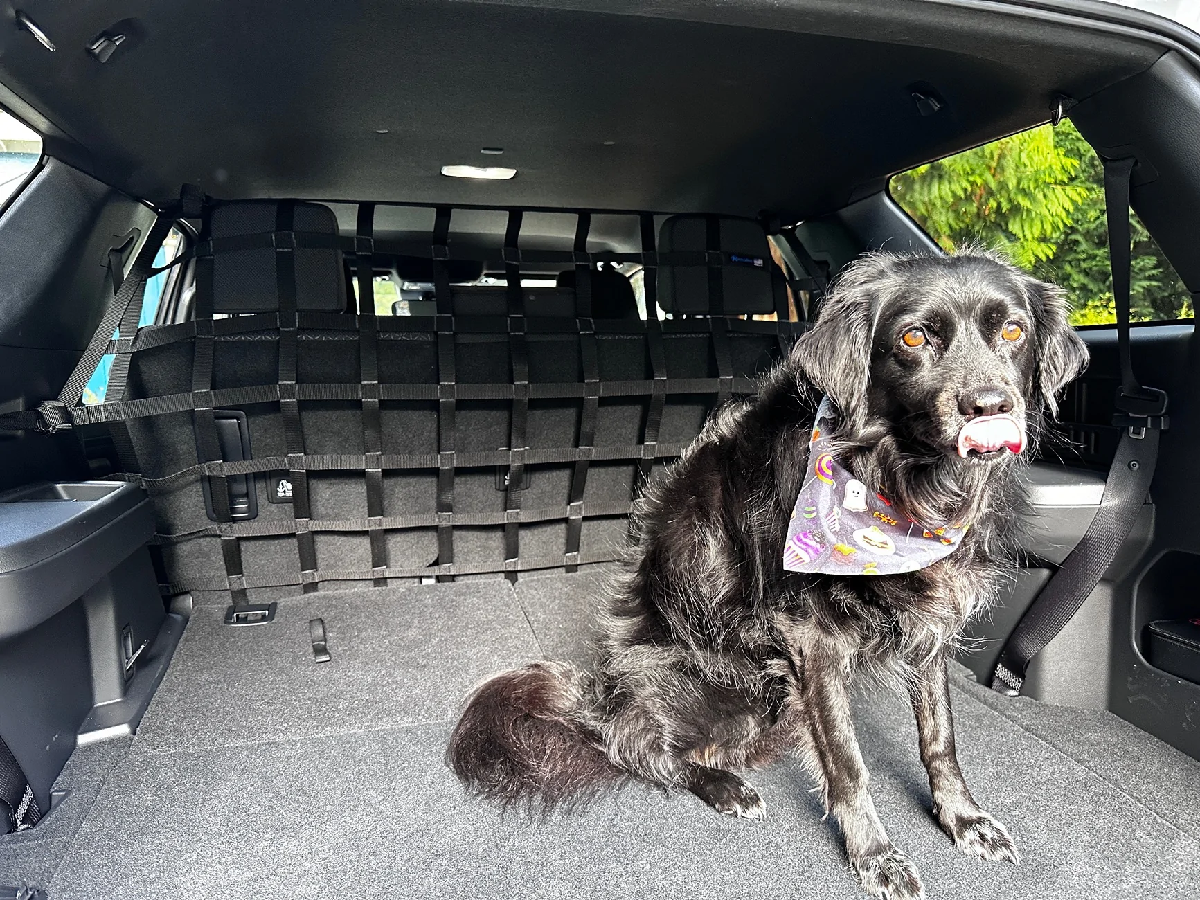2025 4runner 6th gen Dogs / Pets ride-along photos thread! 🐾 IMG_2023
