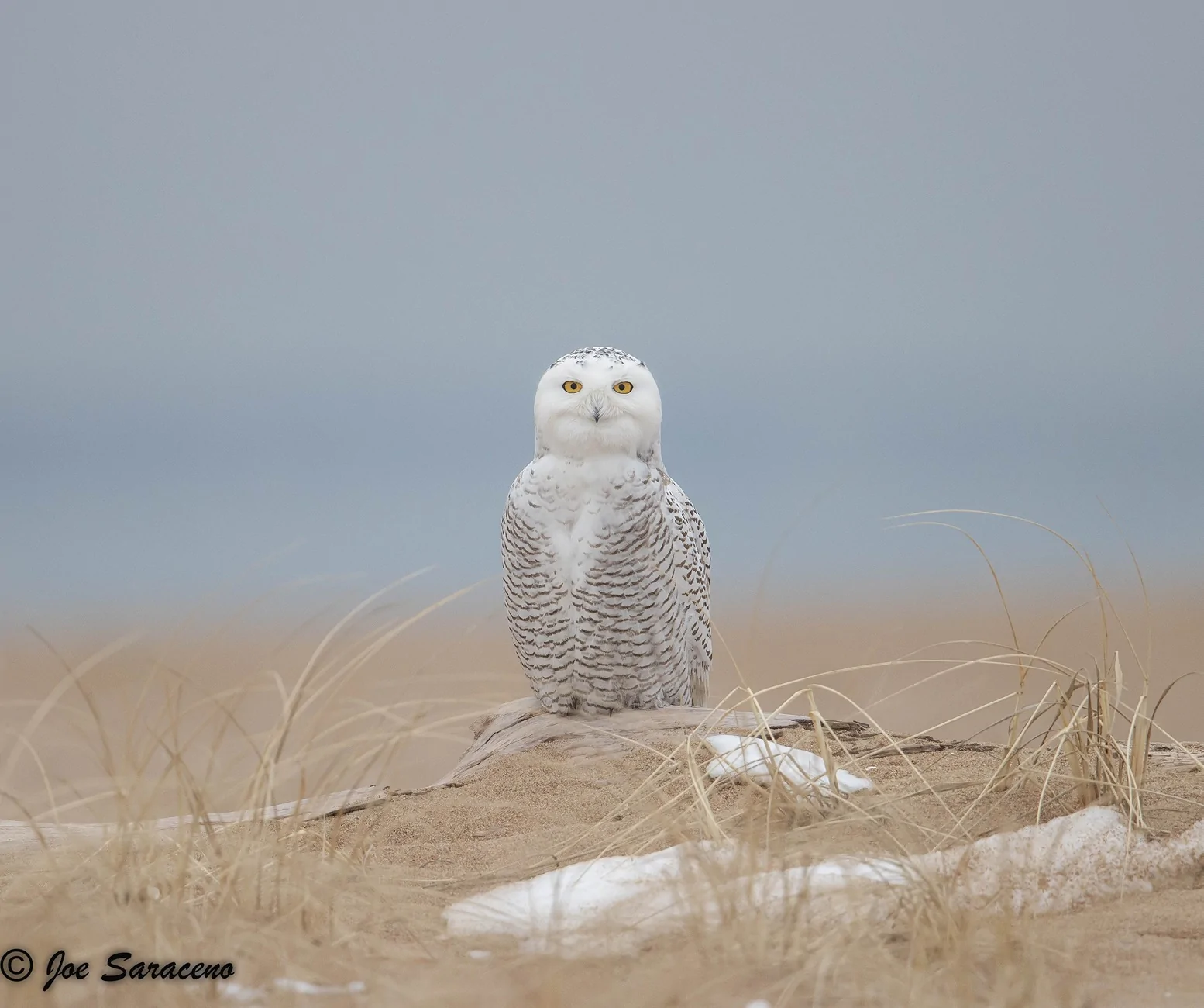 2025 4runner 6th gen Where are the photographers at?? Whats your go to setup? Snowy Owl