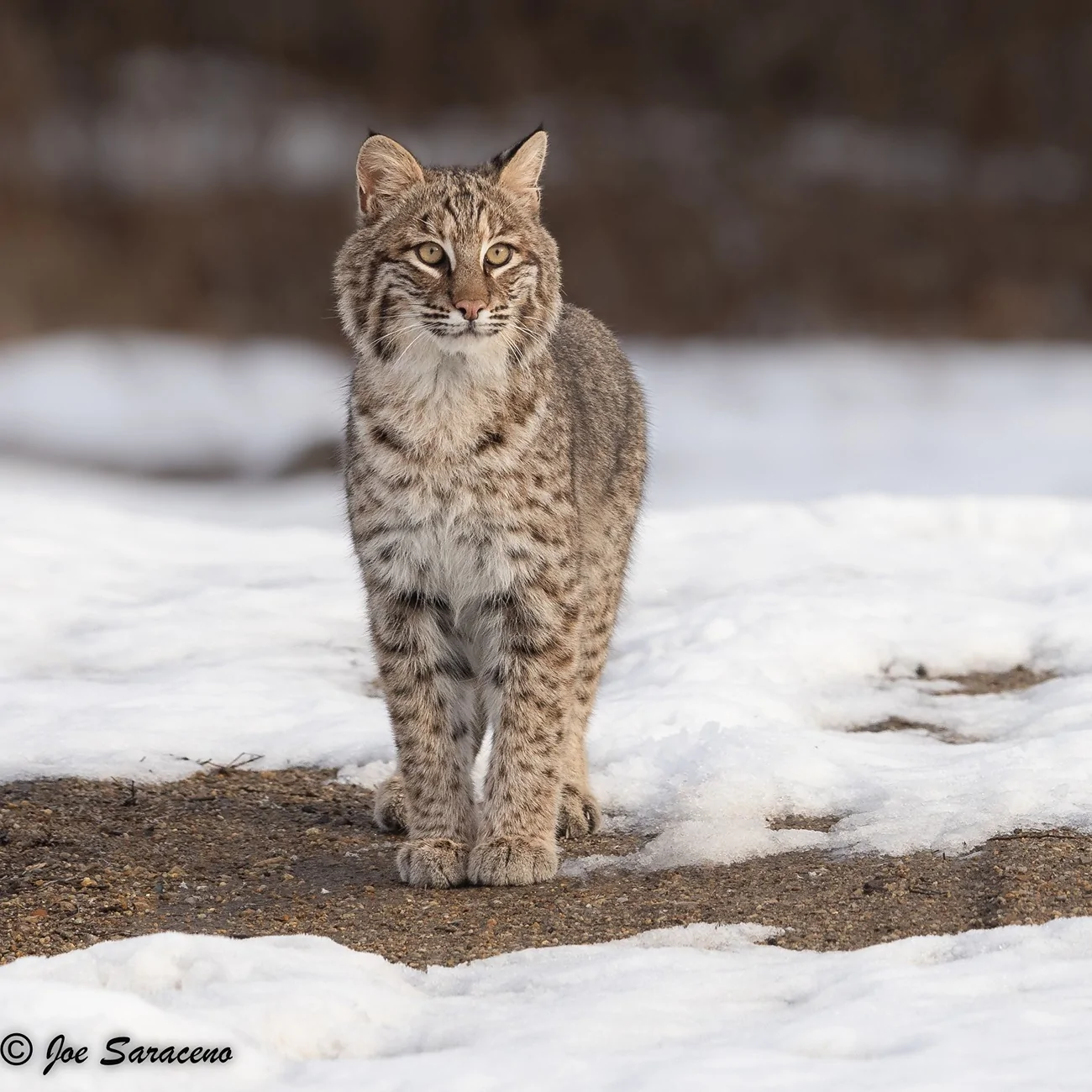 2025 4runner 6th gen Where are the photographers at?? Whats your go to setup? Bobcat 012923 D