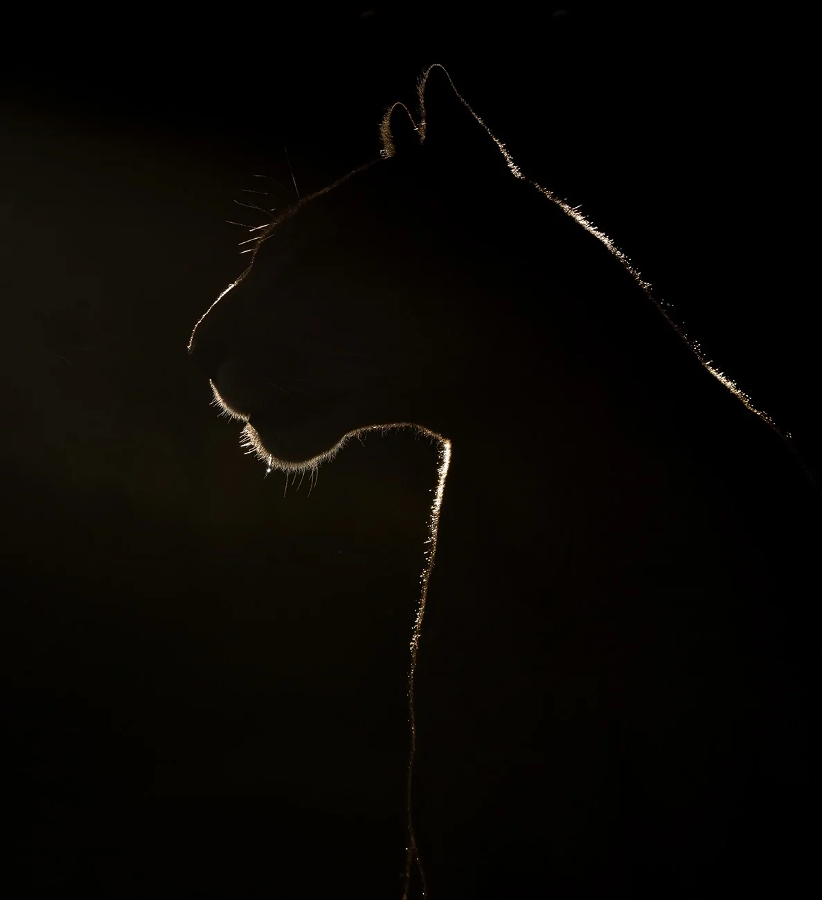 2025 4runner 6th gen Where are the photographers at?? Whats your go to setup? 2467637