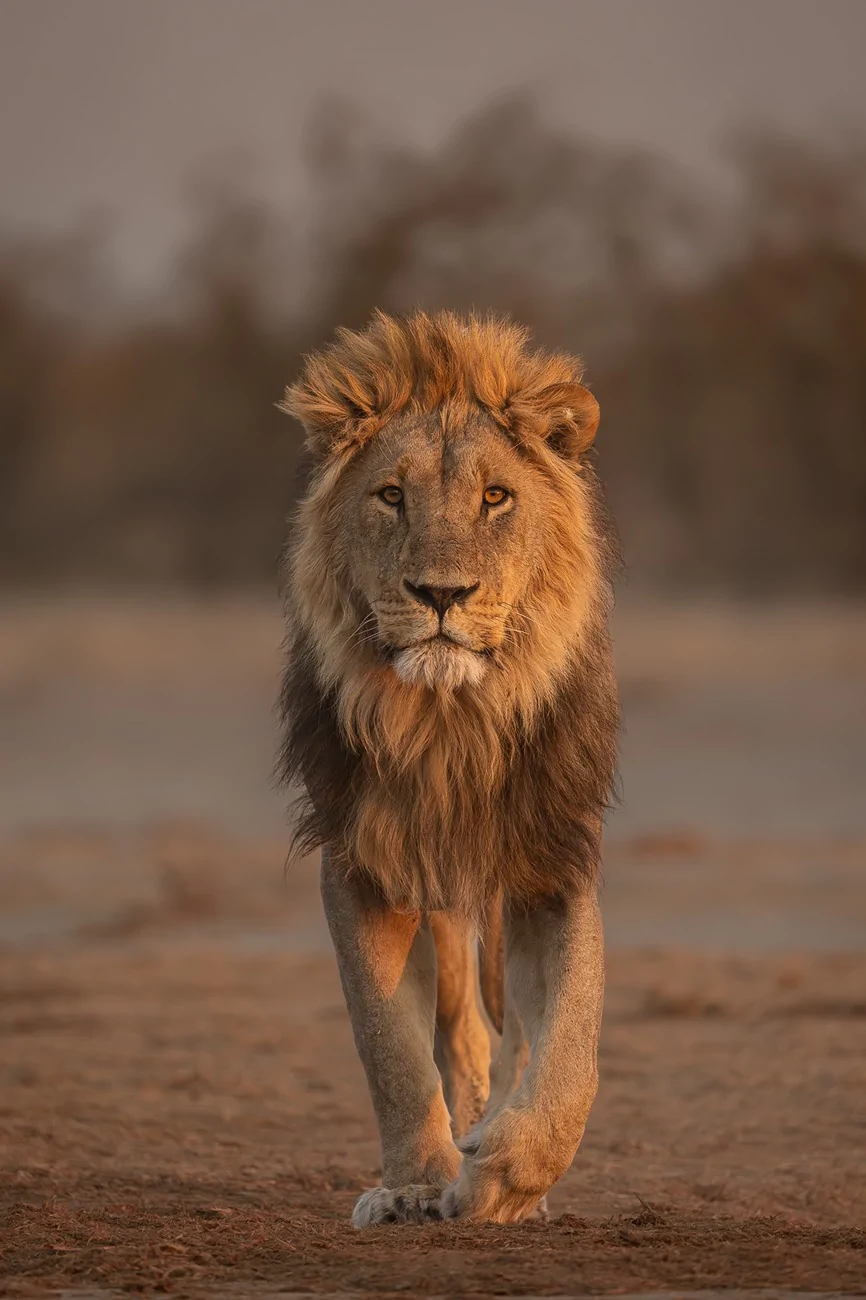 2025 4runner 6th gen Where are the photographers at?? Whats your go to setup? 2770595