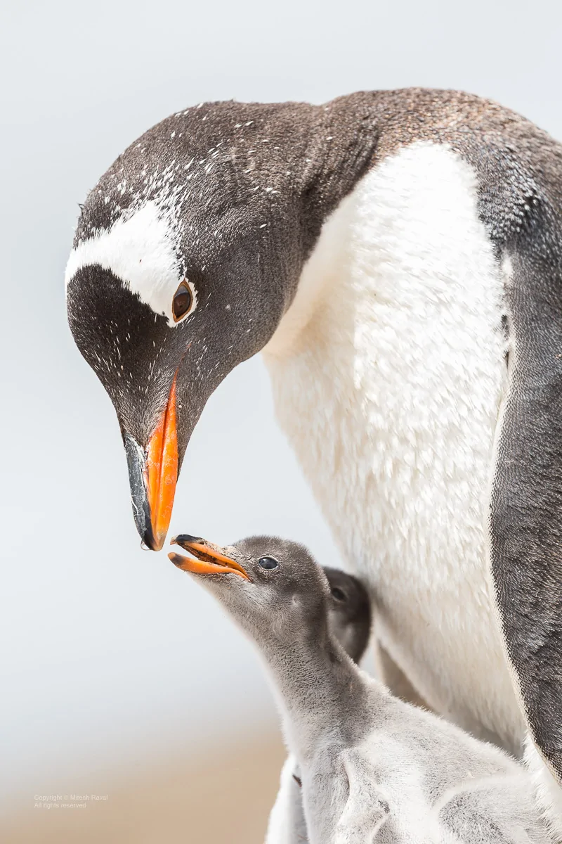 2025 4runner 6th gen Where are the photographers at?? Whats your go to setup? Canon EOS-1D X_2016_12_13_131213