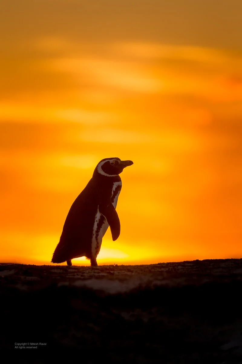 2025 4runner 6th gen Where are the photographers at?? Whats your go to setup? Canon EOS-1D X_2016_12_17_124271