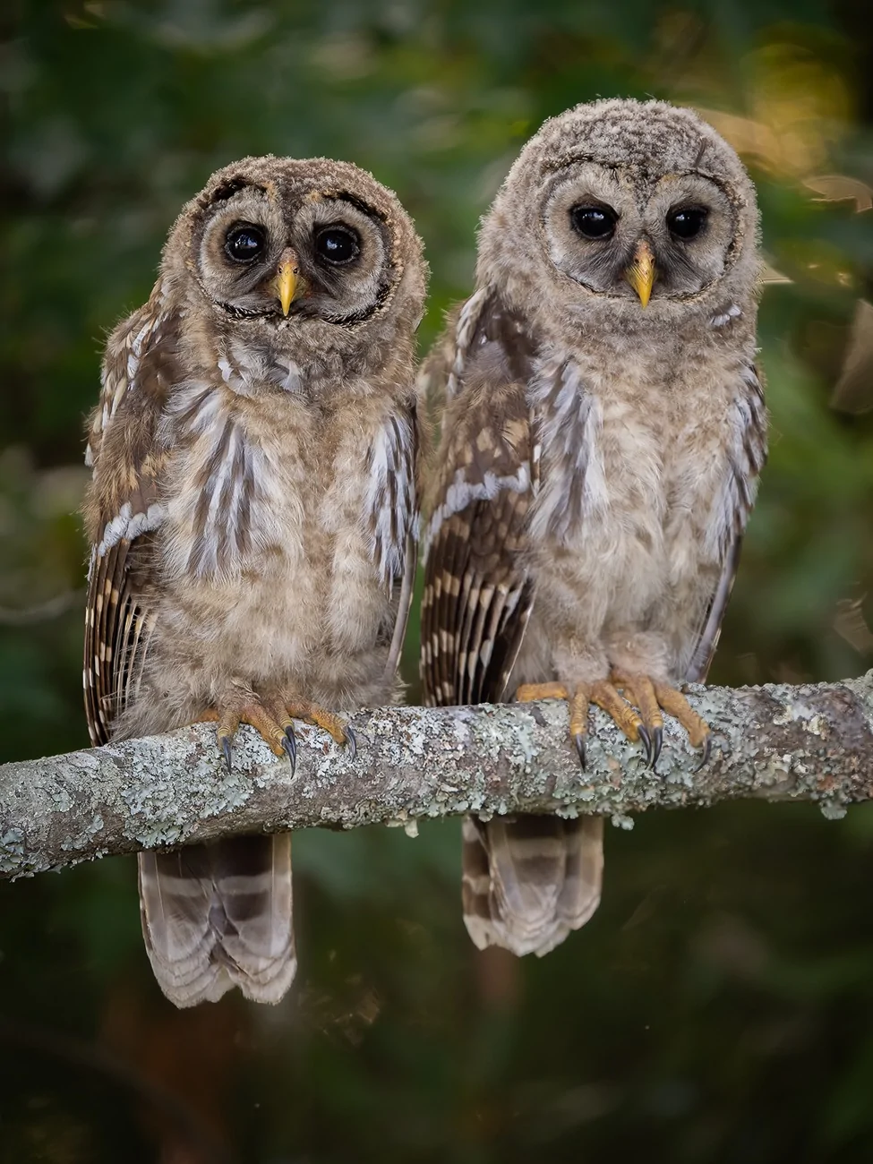 2025 4runner 6th gen Where are the photographers at?? Whats your go to setup? IMG_1980