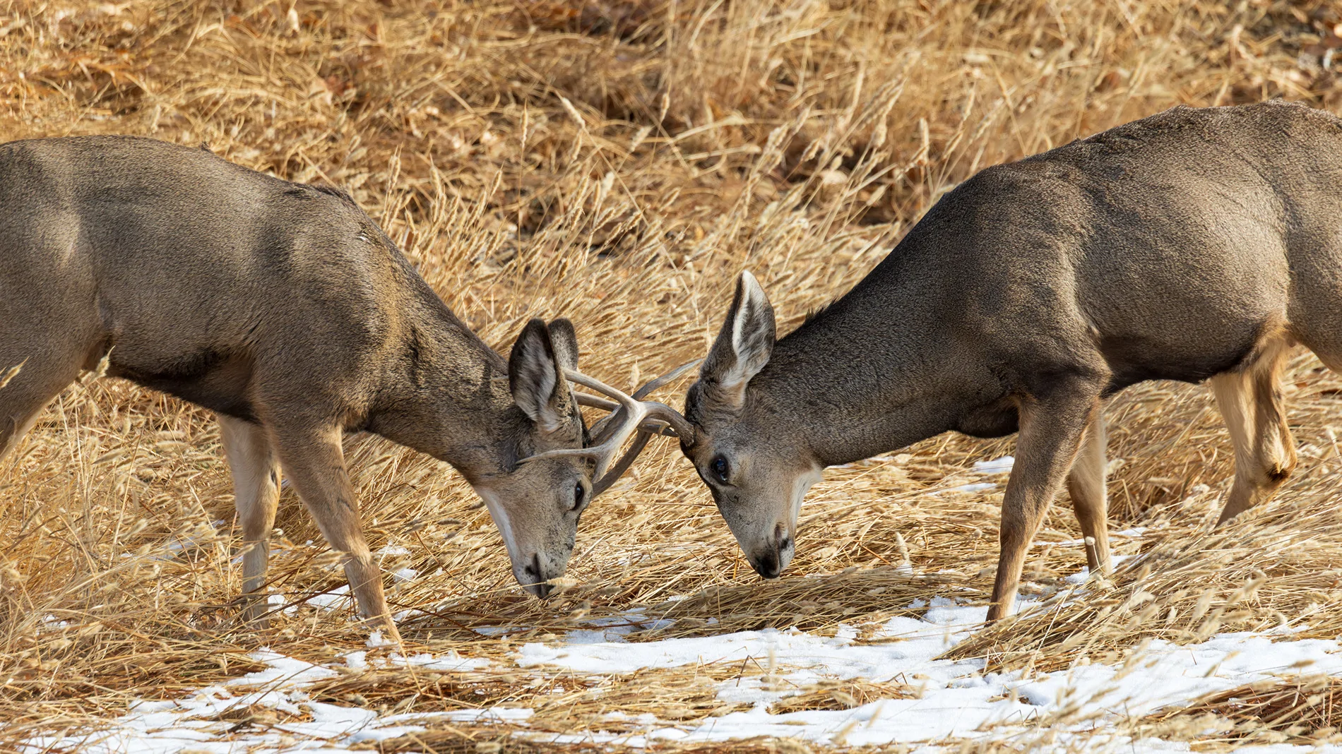 2025 4runner 6th gen Where are the photographers at?? Whats your go to setup? rmna-11