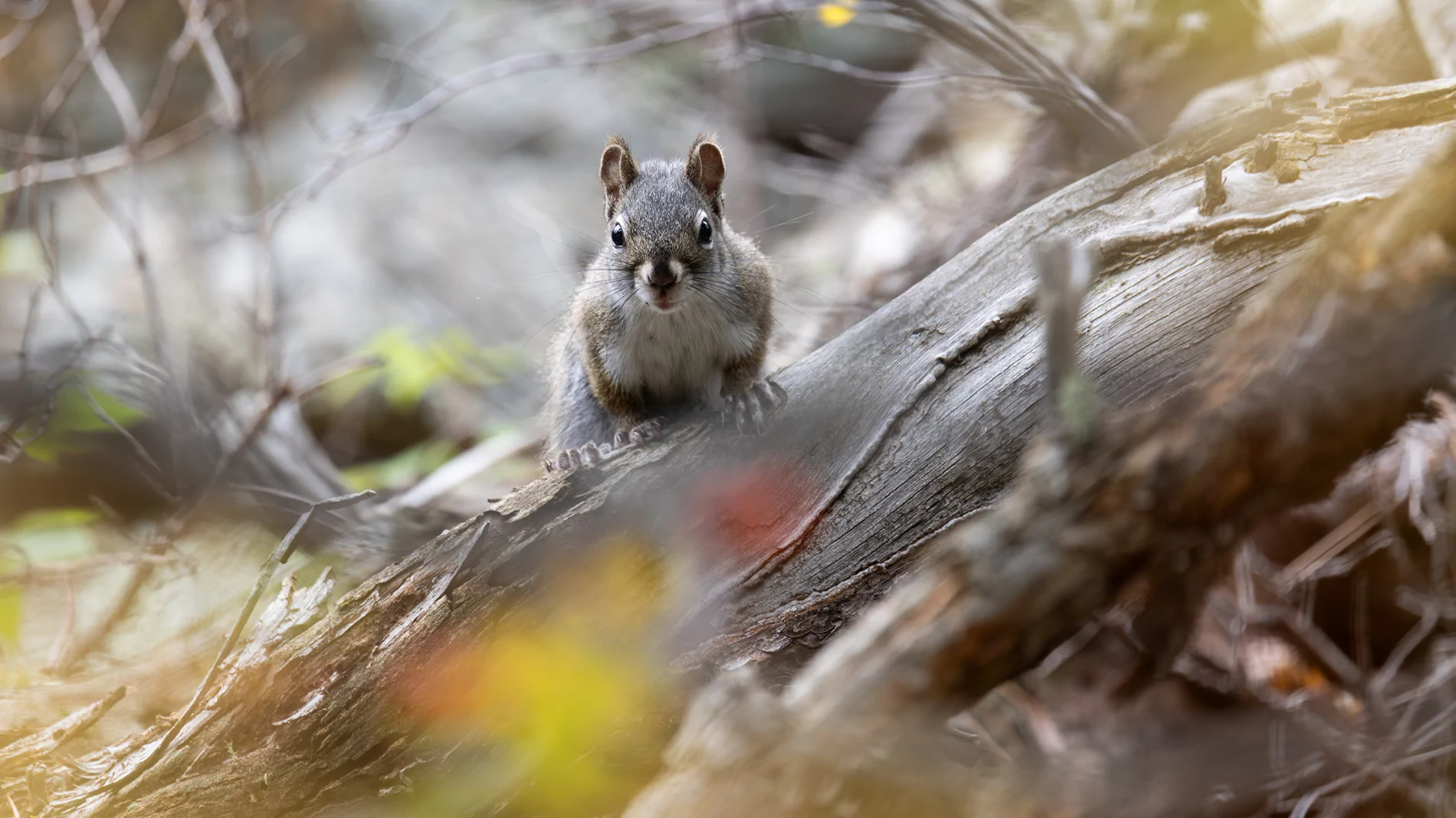 2025 4runner 6th gen Where are the photographers at?? Whats your go to setup? squirrel-time-1
