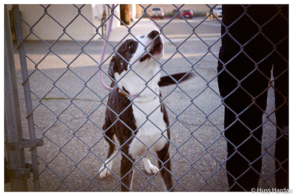 2025 4runner 6th gen Dogs / Pets ride-along photos thread! 🐾 53433891493_150eb83a99_b