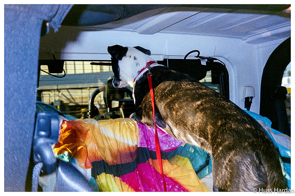 2025 4runner 6th gen Dogs / Pets ride-along photos thread! 🐾 53432821317_10b32954a8_b