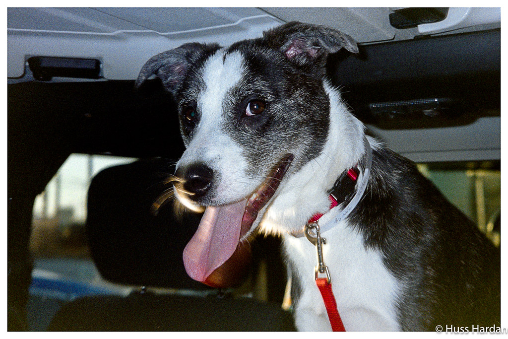 2025 4runner 6th gen Dogs / Pets ride-along photos thread! 🐾 53433741601_af82ca936f_b