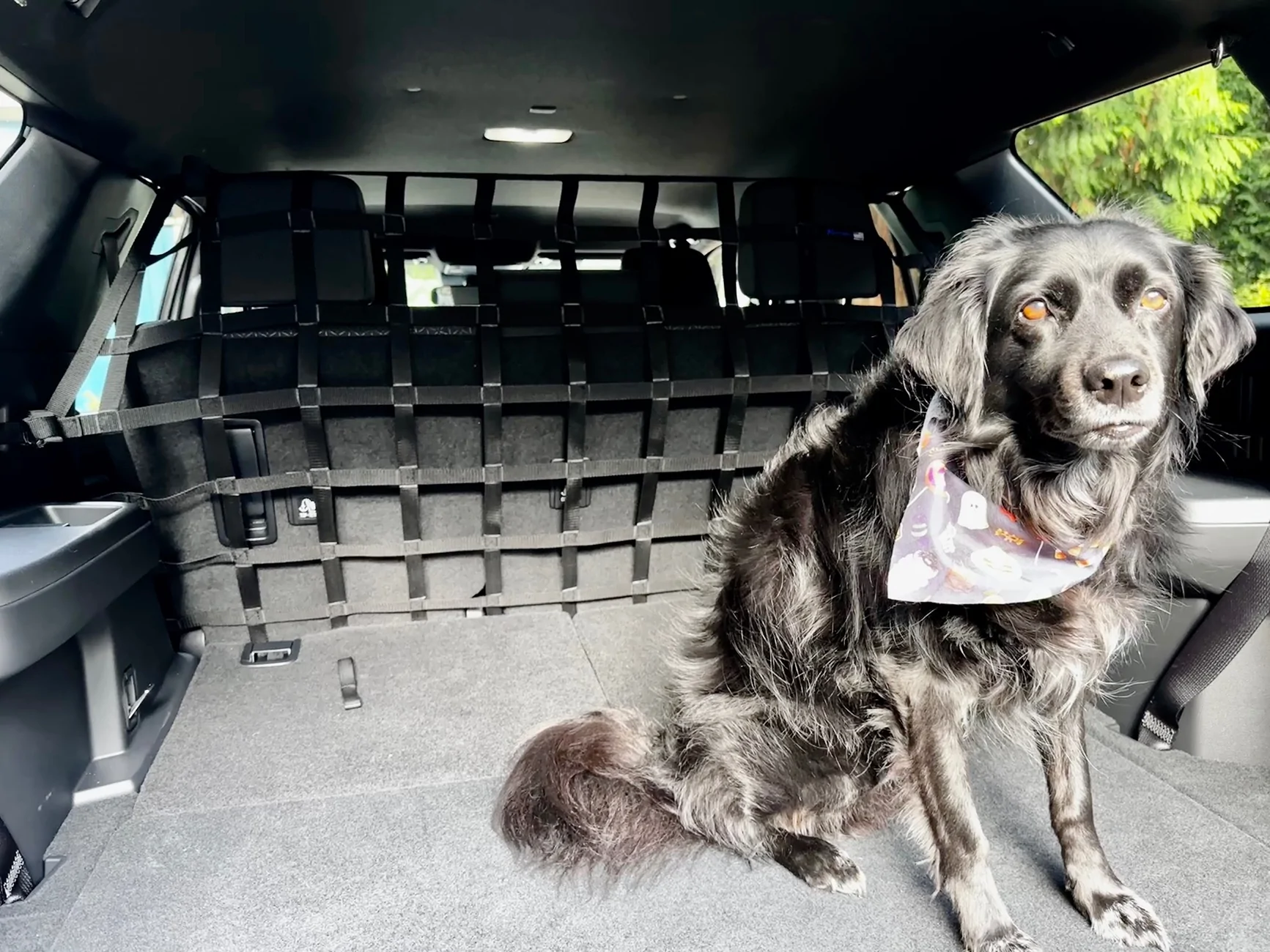 2025 4runner 6th gen Dogs / Pets ride-along photos thread! 🐾 1766168342379-yq