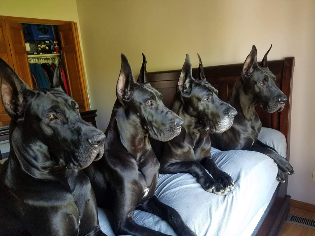 2025 4runner 6th gen TRD Off Road Premium vs TRD Pro FB_IMG_1683322434983