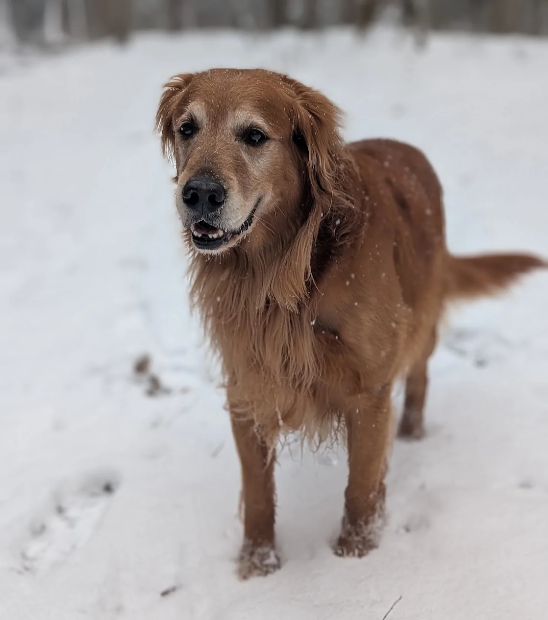 2025 4runner 6th gen First snow day for the ORP. Minor incident. PXL_20260131_180759152.PORTRAIT