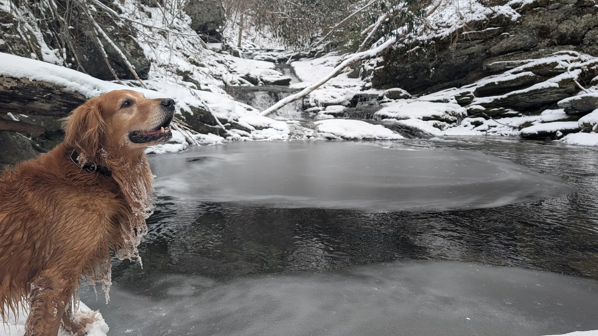 2025 4runner 6th gen First snow day for the ORP. Minor incident. PXL_20260131_200952372