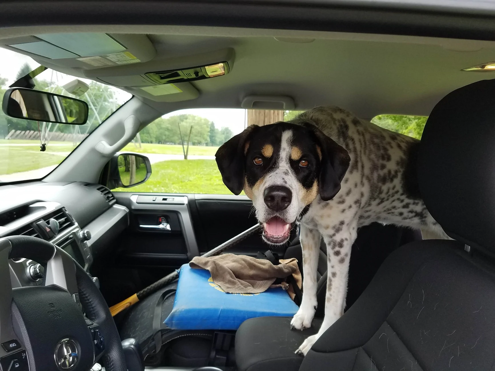 2025 2026 4runner 6th gen Dogs / Pets ride-along photos thread! 🐾 20180619_152613