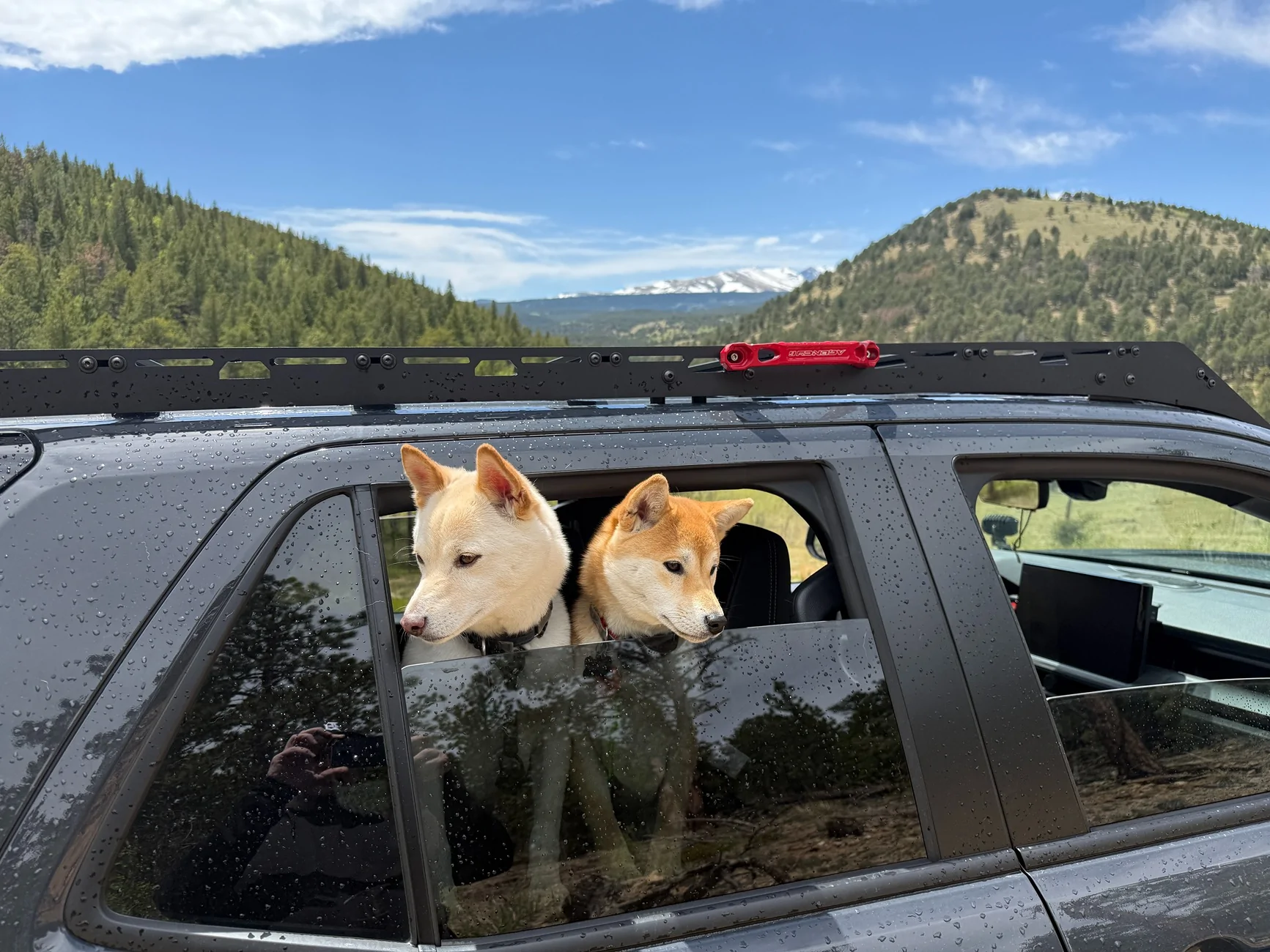 2025 2026 4runner 6th gen Dogs / Pets ride-along photos thread! 🐾 IMG_0594
