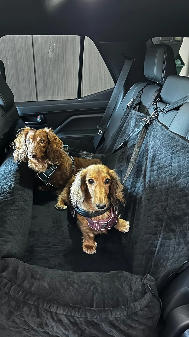 2025 2026 4runner 6th gen Rear Seat Pet Protection (Cover, Platform, Protector)? IMG_9569