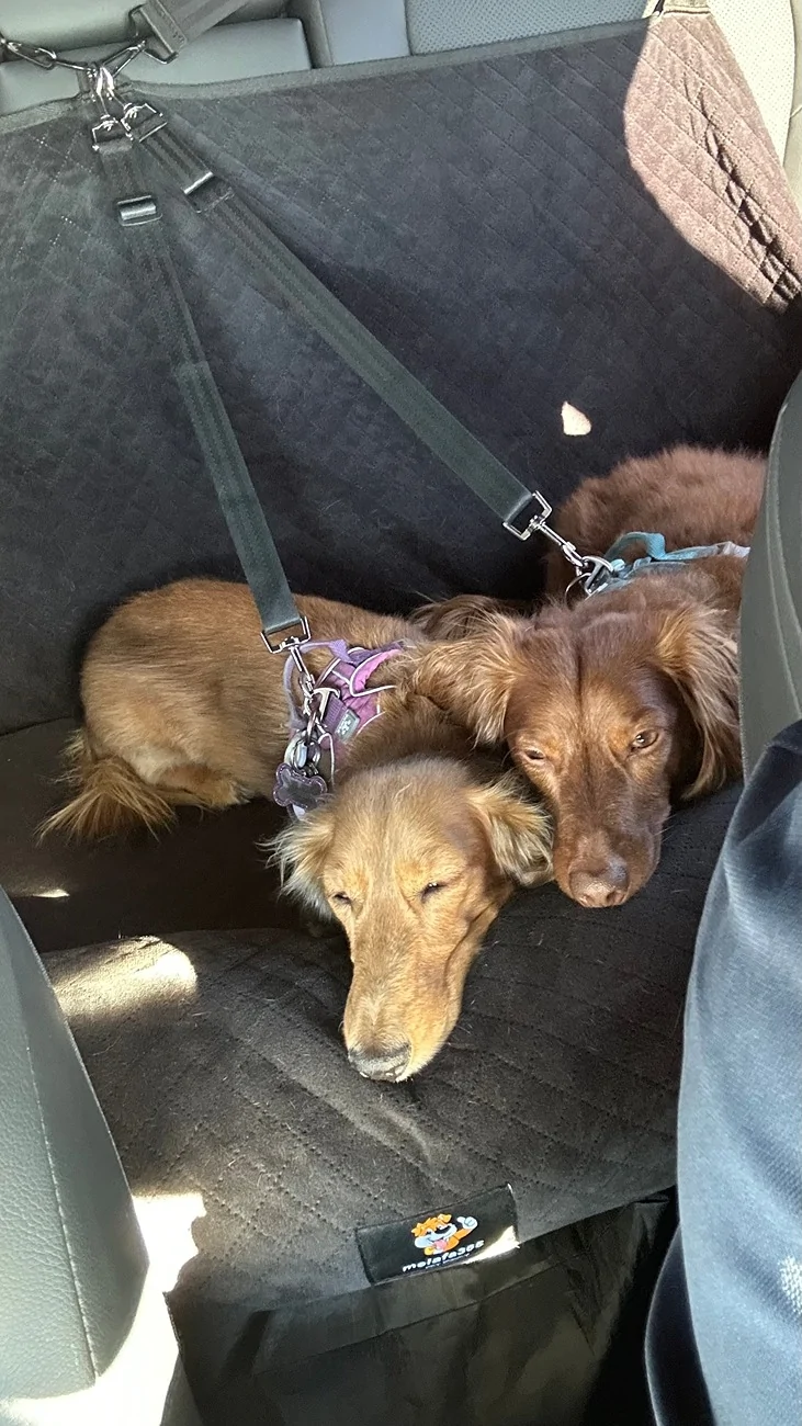 2025 2026 4runner 6th gen Rear Seat Pet Protection (Cover, Platform, Protector)? IMG_0065